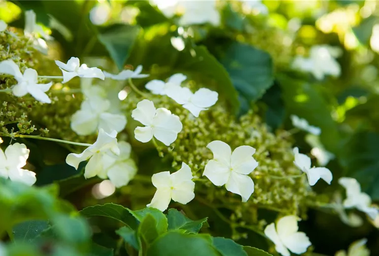 Hydrangea petiolaris