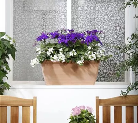 Der Winter wird grün: Winterharte Pflanzen für den Balkon Der Winter wird grün: Winterharte Pflanzen für den Balkon