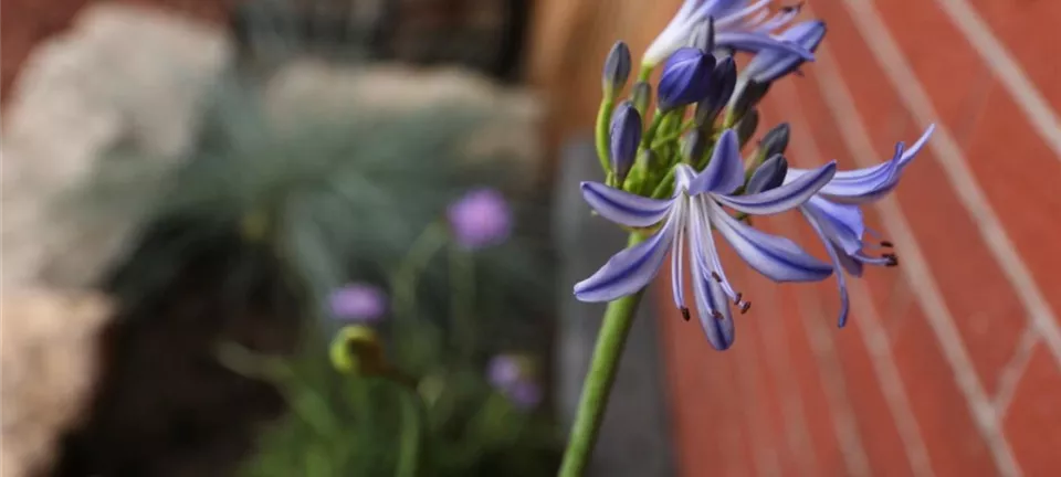 Afrikanische Schmucklilie - Einpflanzen im Garten