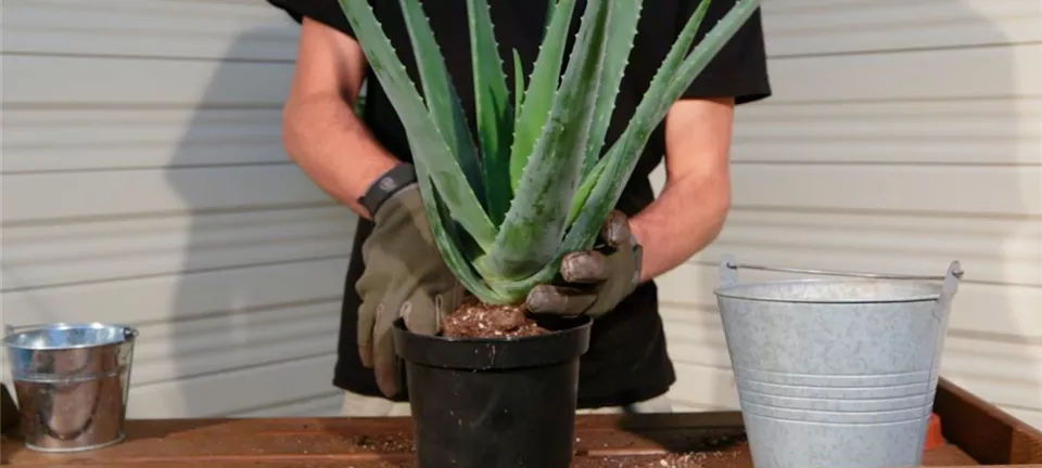 Aloe Vera - Umtopfen