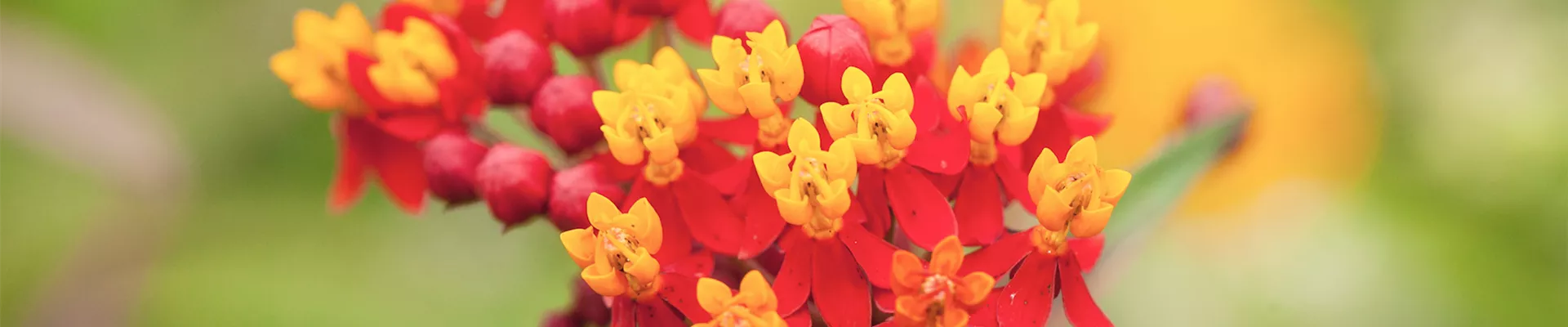 Seidenpflanze - Einpflanzen im Garten (DE)