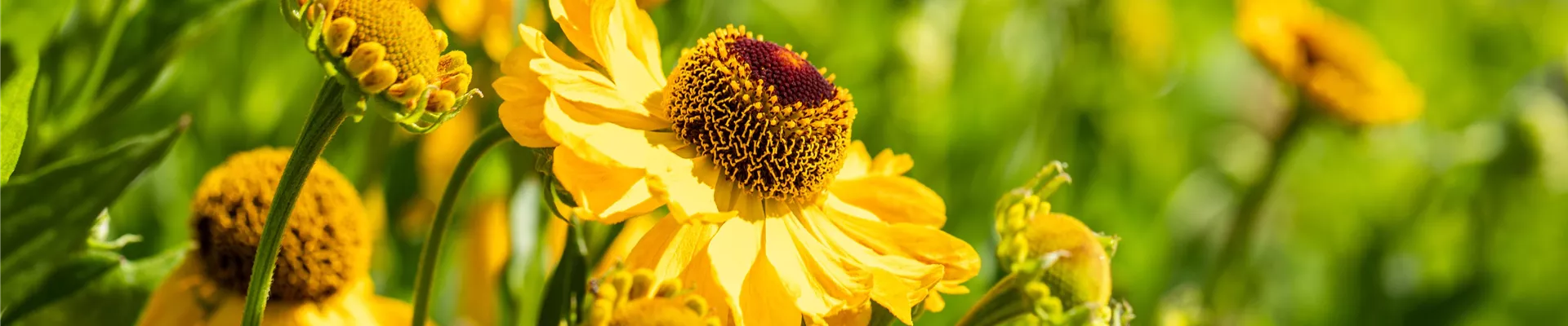 Helenium, gelb
