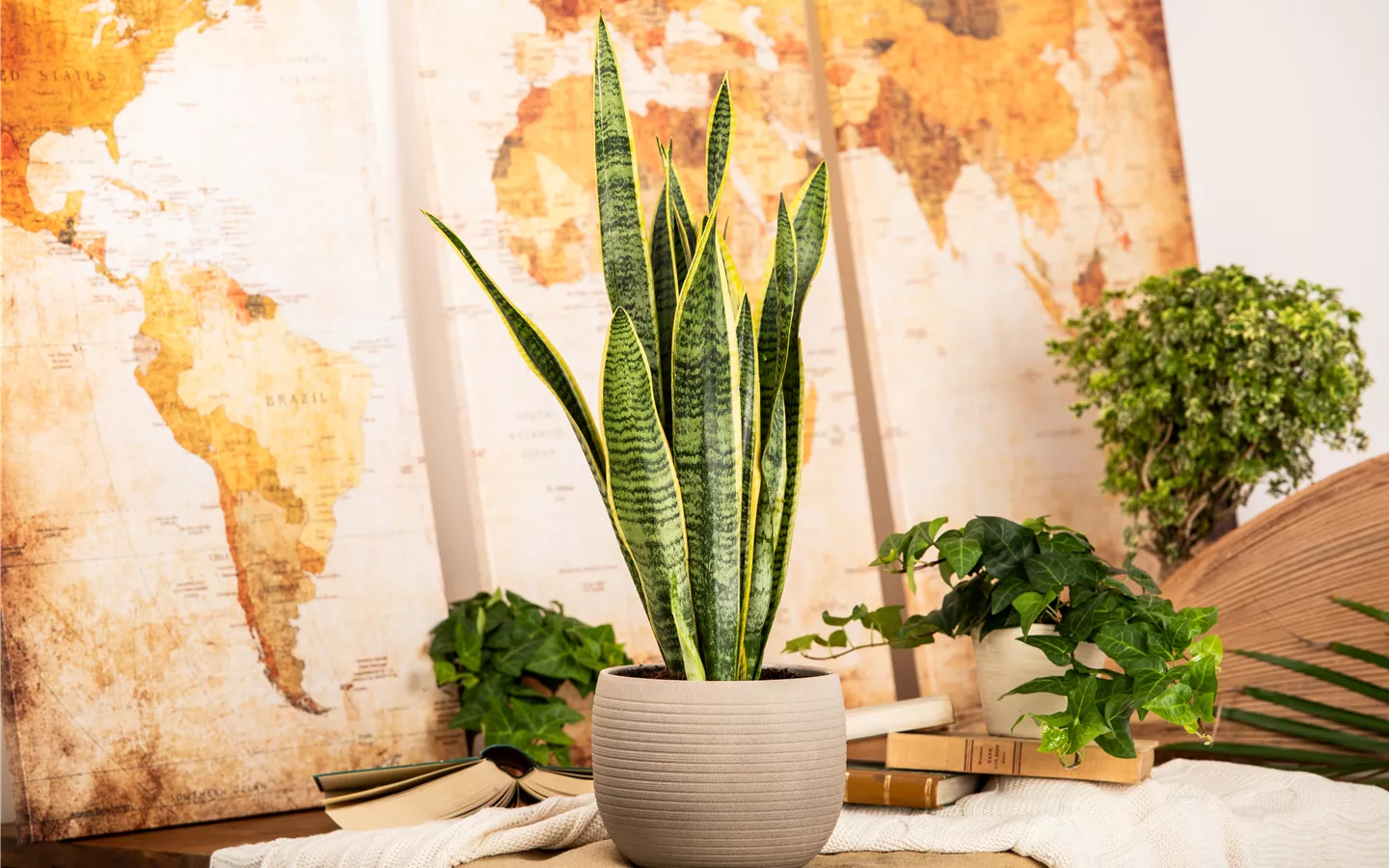 Zimmerpflanzen