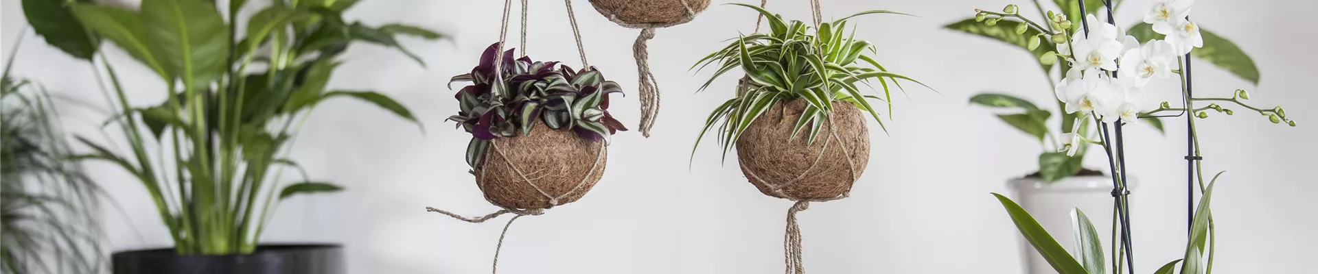 Tradescantia zebrina