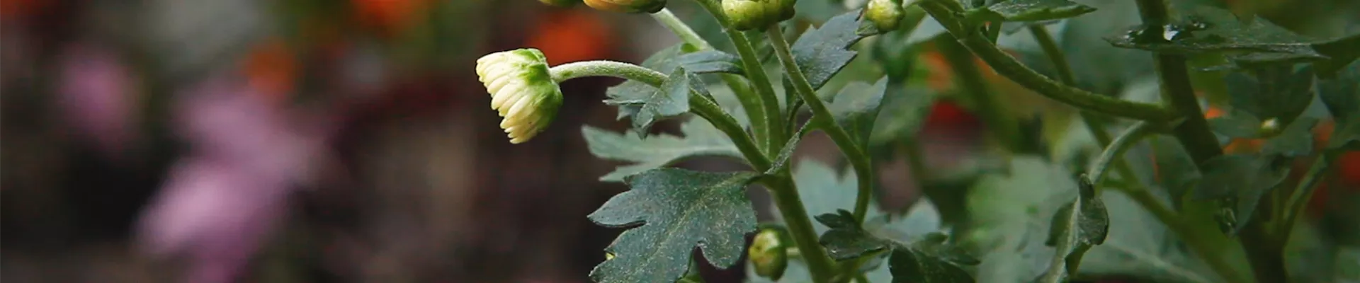 Chrysanthemen - Einpflanzen im Garten (Thumbnail)