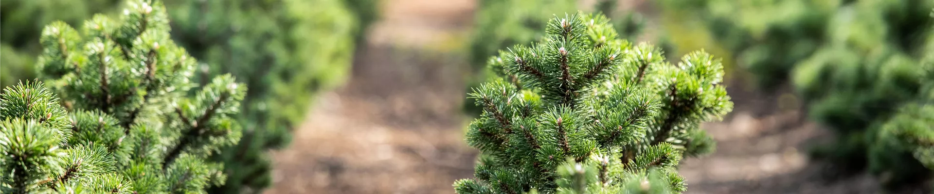 Koniferenquatier in der Baumschule Koniferenquatier in der Baumschule