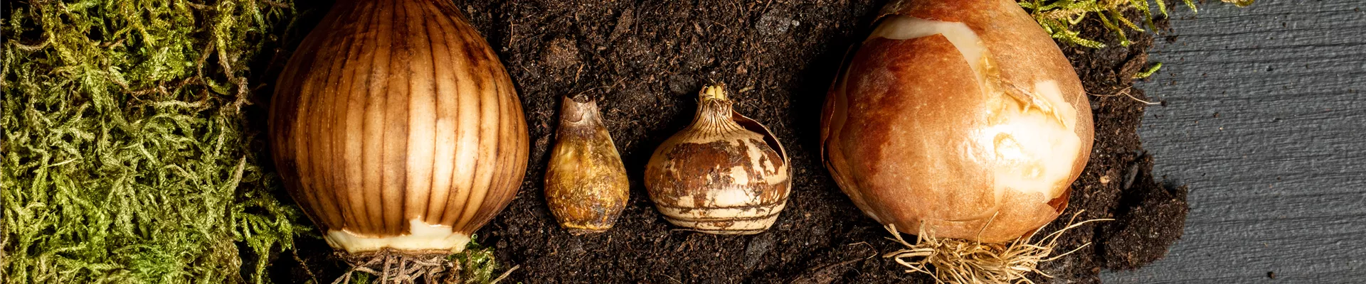 Verschiedene Blumenzwiebeln Verschiedene Blumenzwiebeln