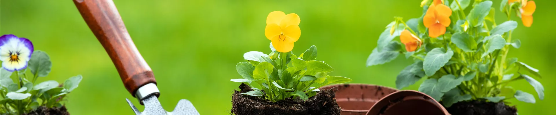 Erde - Hornveilchen einpflanzen Erde - Hornveilchen einpflanzen