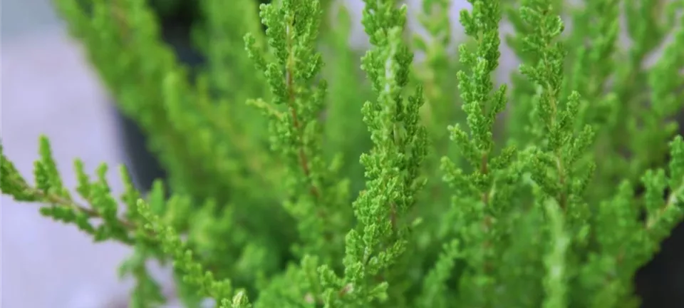 Besenheide - Einpflanzen im Garten