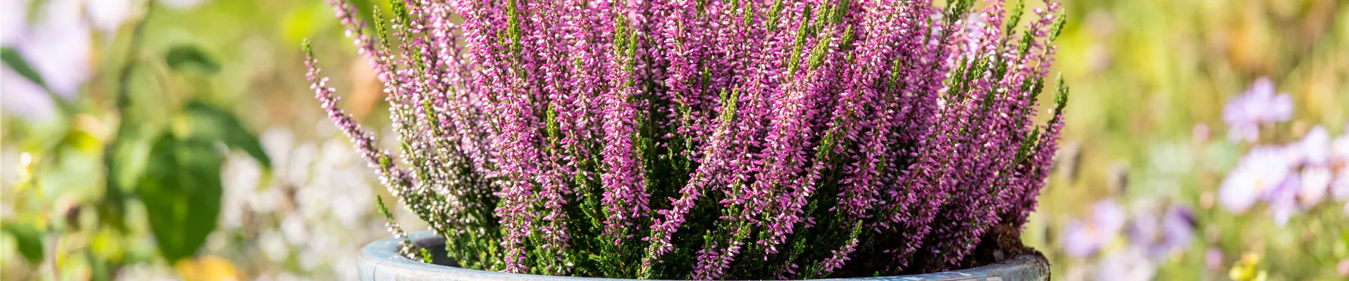 Herbstdeko - Heide im Pflanzgefäß Herbstdeko - Heide im Pflanzgefäß