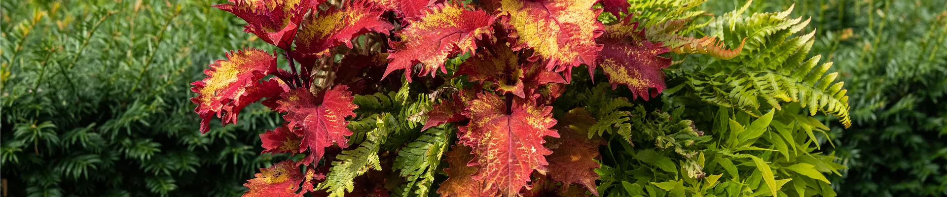 Sommergarten - Topfbepflanzung