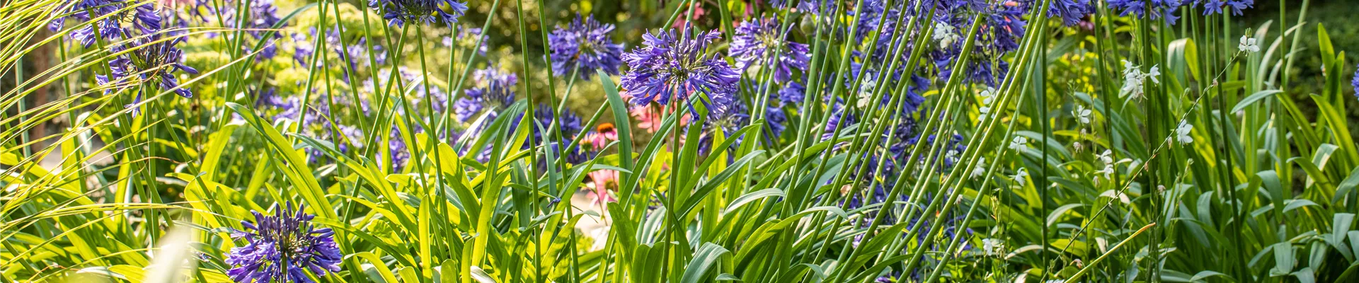 Agapanthus hybride, blau Agapanthus hybride, blau