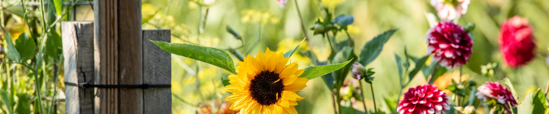 Sonnenblume und Dahlie Sonnenblume und Dahlie