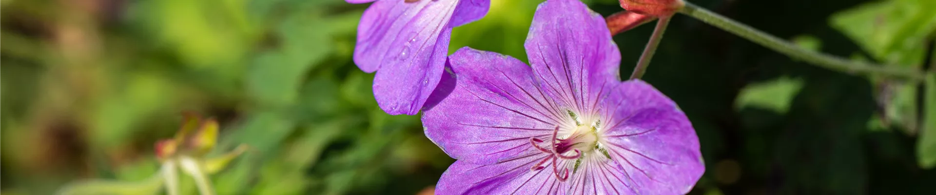Geranium wallichianum