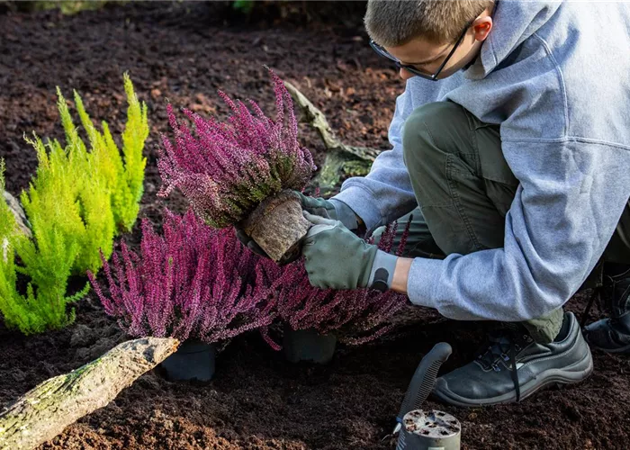 Gärtner/in (m/w/d) für Gartencenter gesucht (Gärtner/in - Baumschule) 