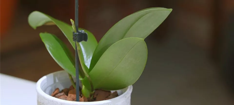 Orchideen pflegen Orchideen pflegen