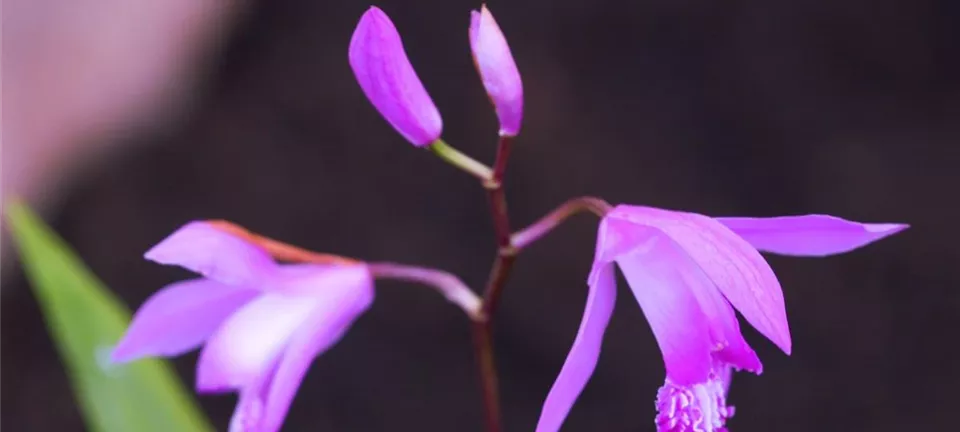 China-Orchidee - Einpflanzen im Garten