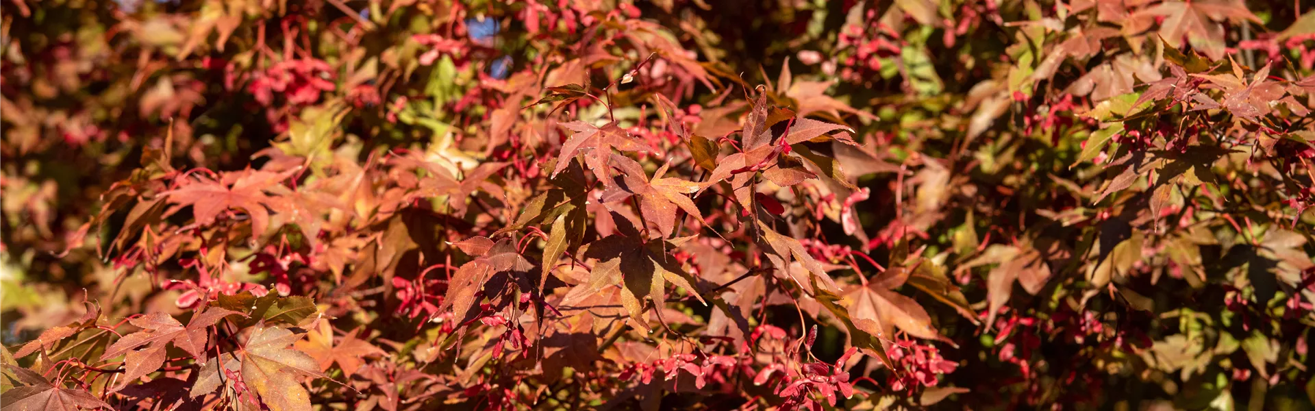 Ahorn im Herbst Ahorn im Herbst