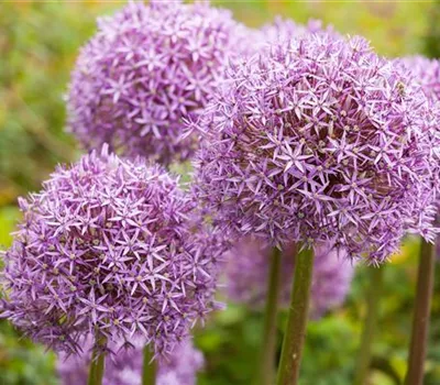 Allium – eleganter Zierlauch Allium – eleganter Zierlauch