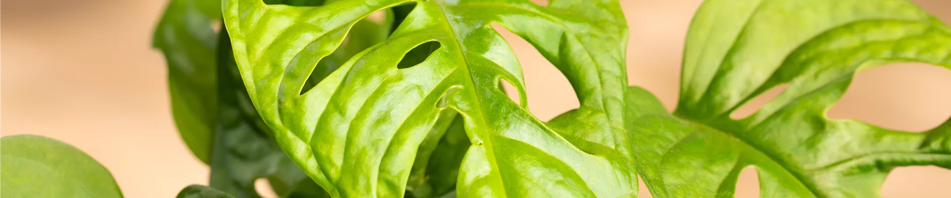 Monstera obliqua 'Monkey Leaf' Monstera obliqua 'Monkey Leaf'