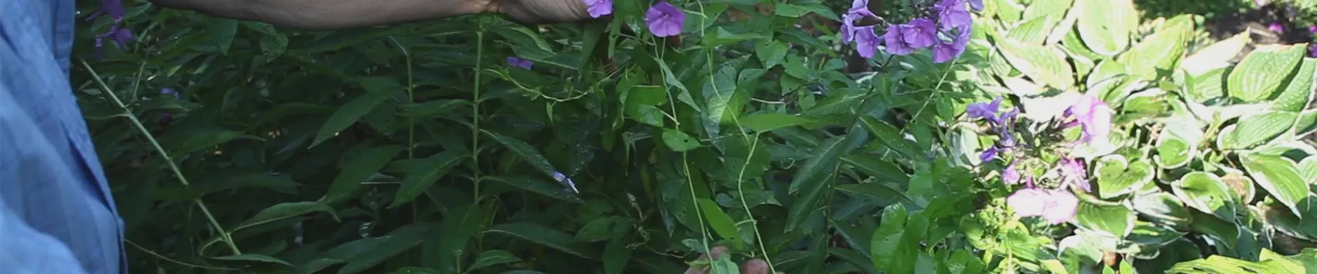Phlox - Entfernen von Unkraut (thumbnail)