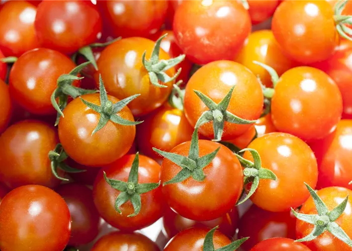 Die Tomate - Aroma, Schönheit und Genuss in eins